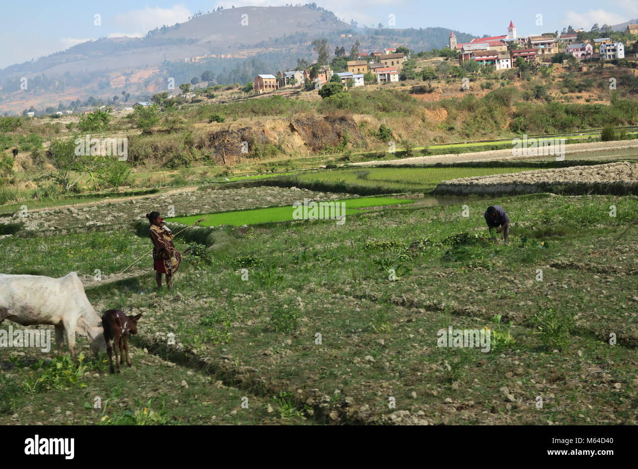 Colorful nature of Madagascar island Stock Photo - Alamy