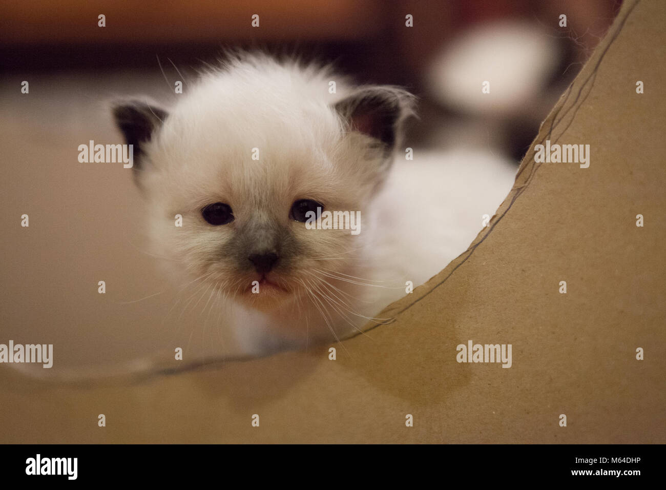 Sacred Birman kitten Stock Photo - Alamy