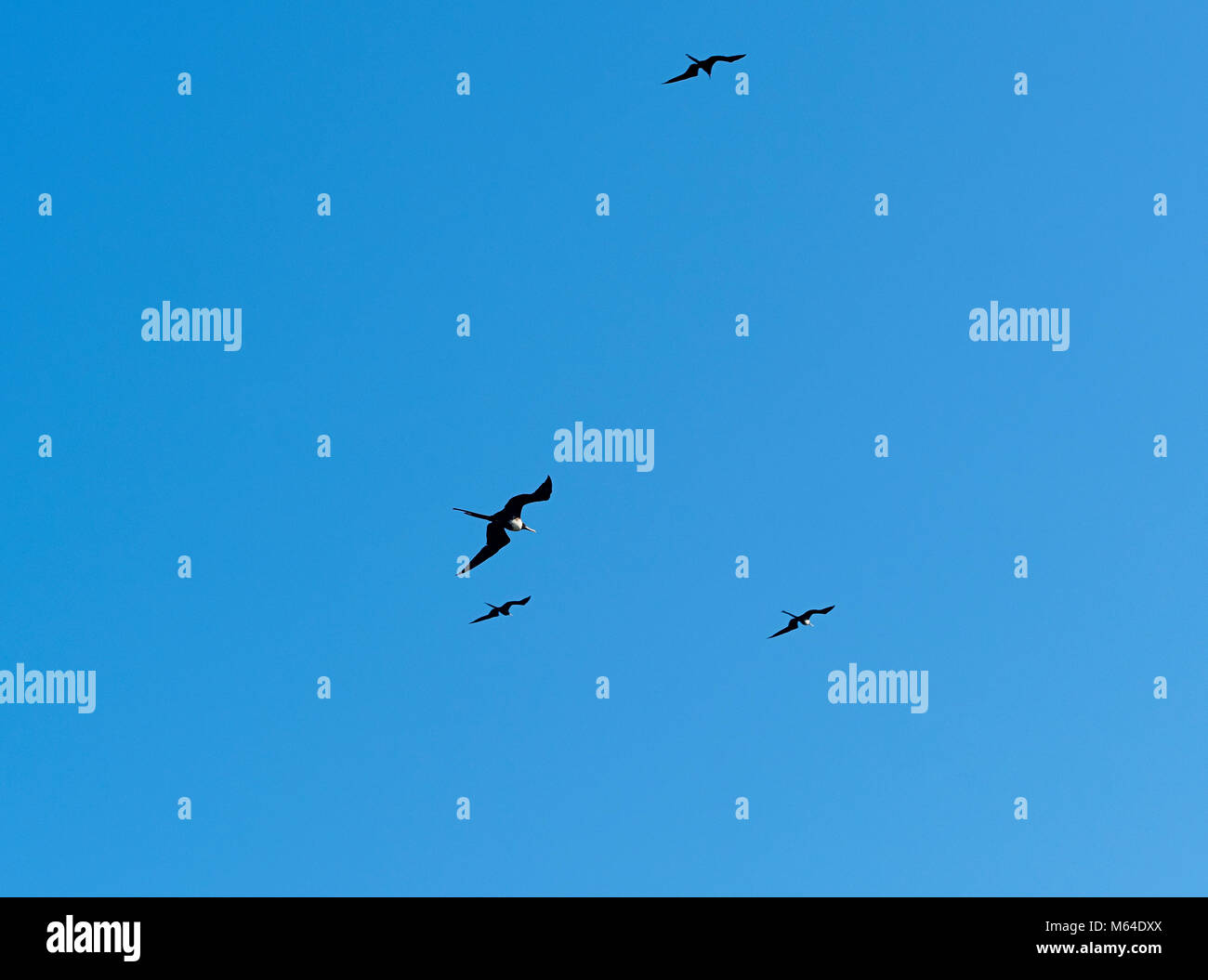 Flying Birds Rio De Janeiro Stock Photo Alamy flying-birds-rio-de-janeiro-stock-photo-alamy