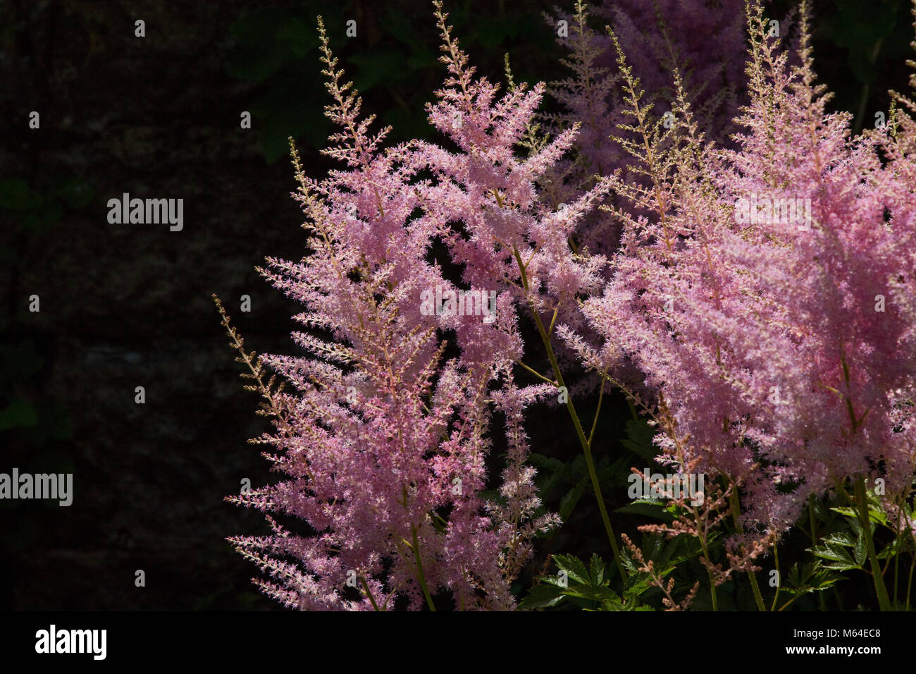 Pyramidal pink fluffy Astilbe Federsee flowers. Stock Photo