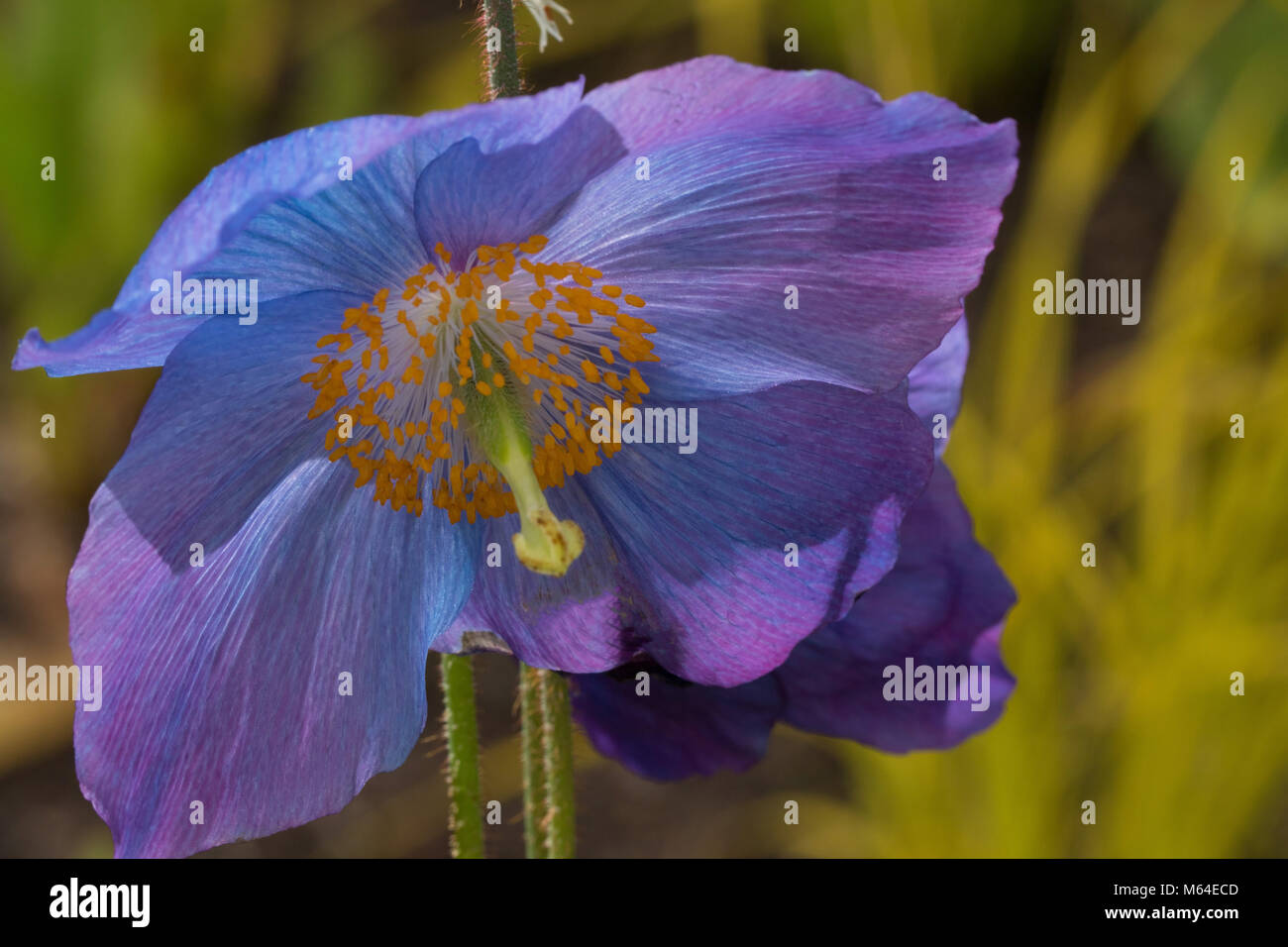 Purple-blue Himalayan blue Poppy in full bloom.. Stock Photo