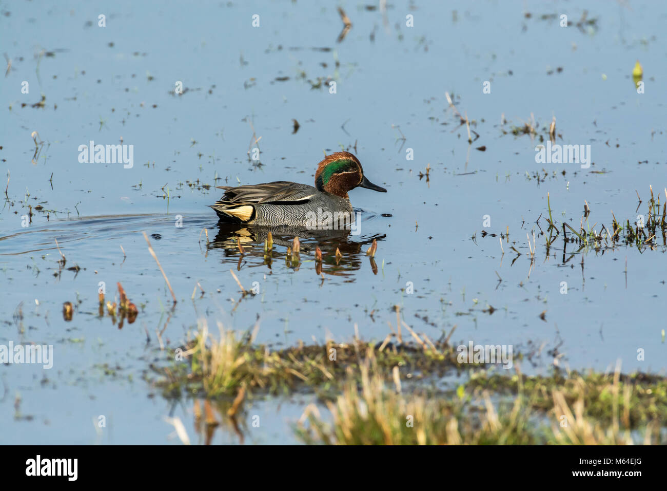 Drake or male teal (Anas crecca) swimming on flooded meadow in winter. Stock Photo