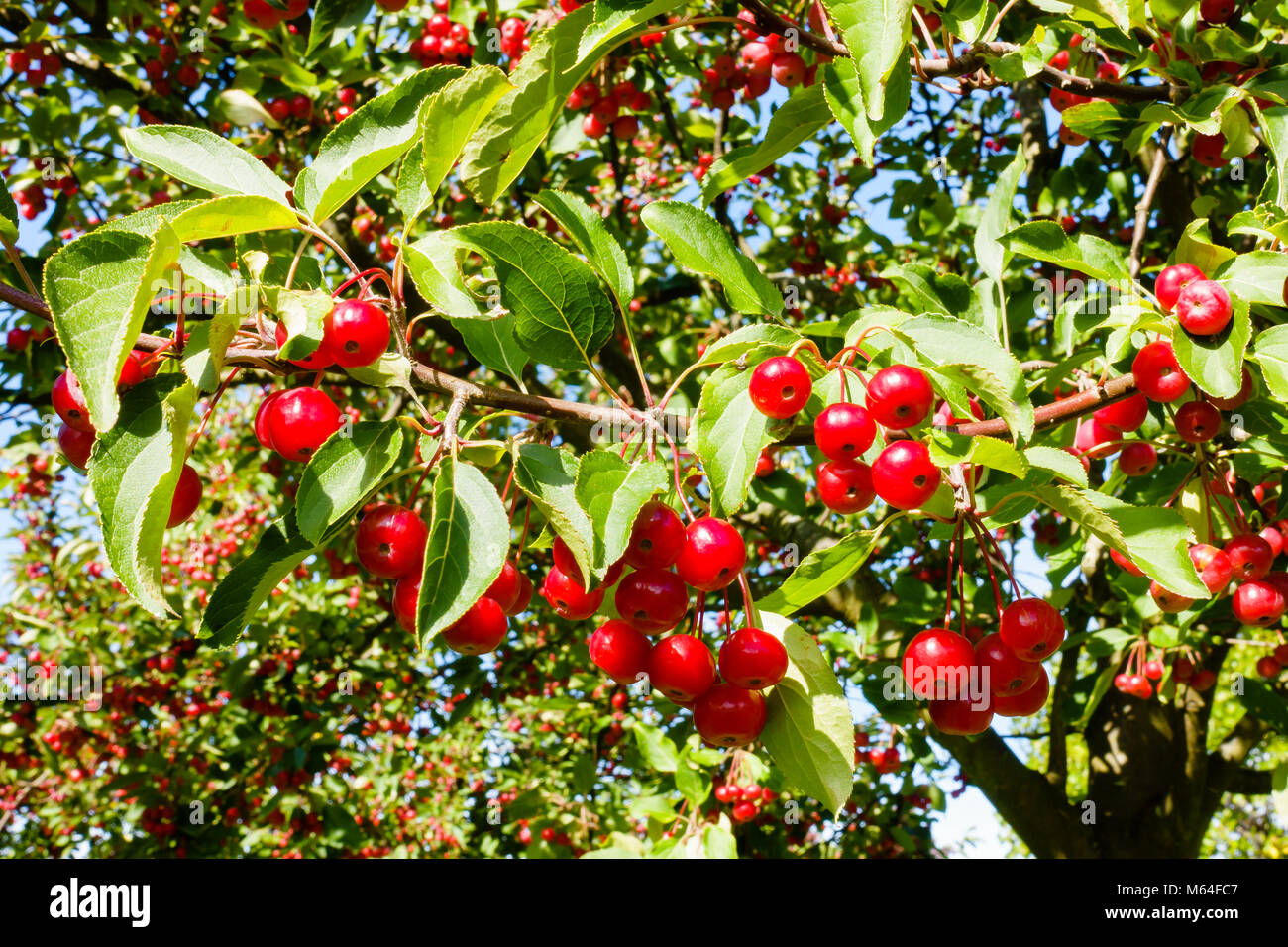Closeup of sunlit red crab apples hanging on a crabapple tree. Stock Photo