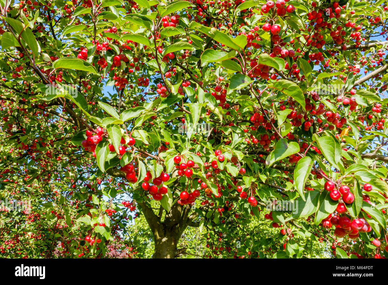 Crabapple trees with red crab apples illuminated by sunshine against blue sky. Stock Photo