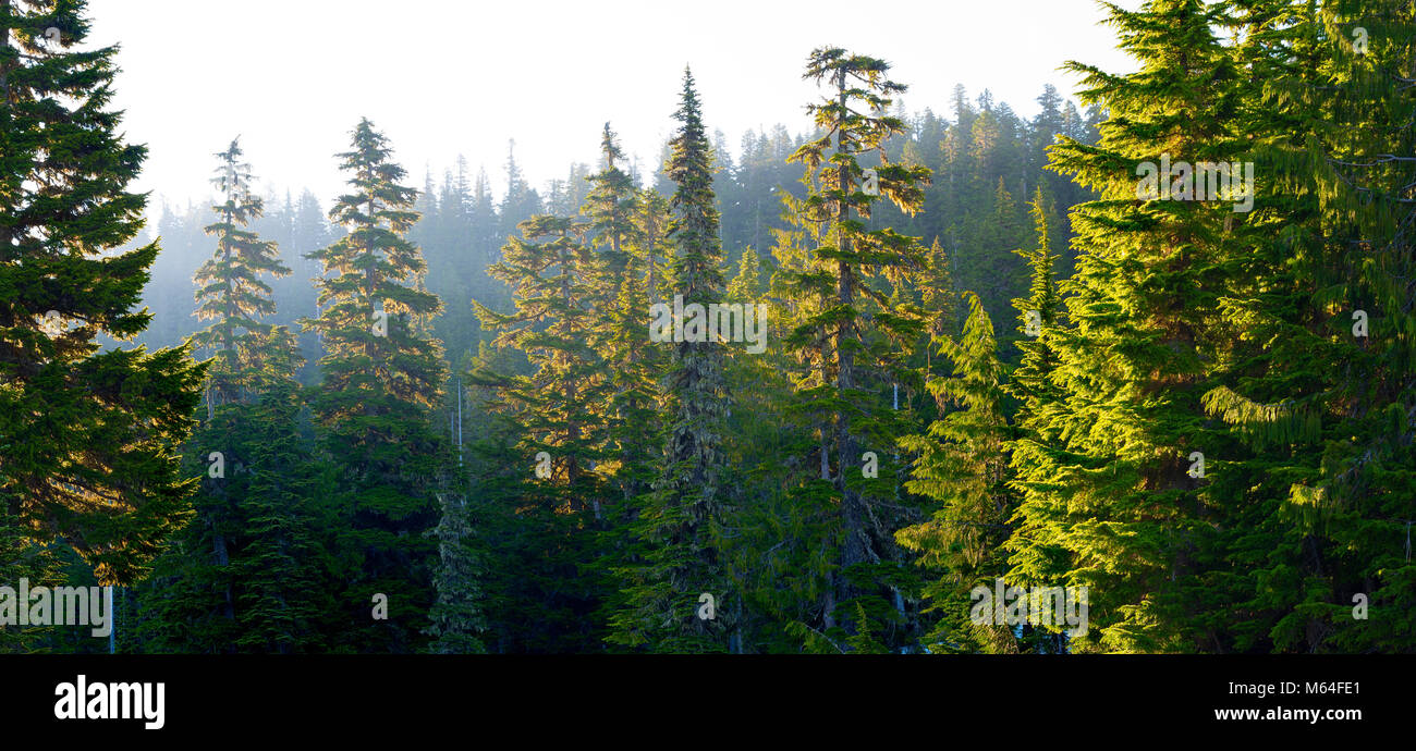 Forest at Mount Rainier National Park at sunrise, Washington State, USA Stock Photo