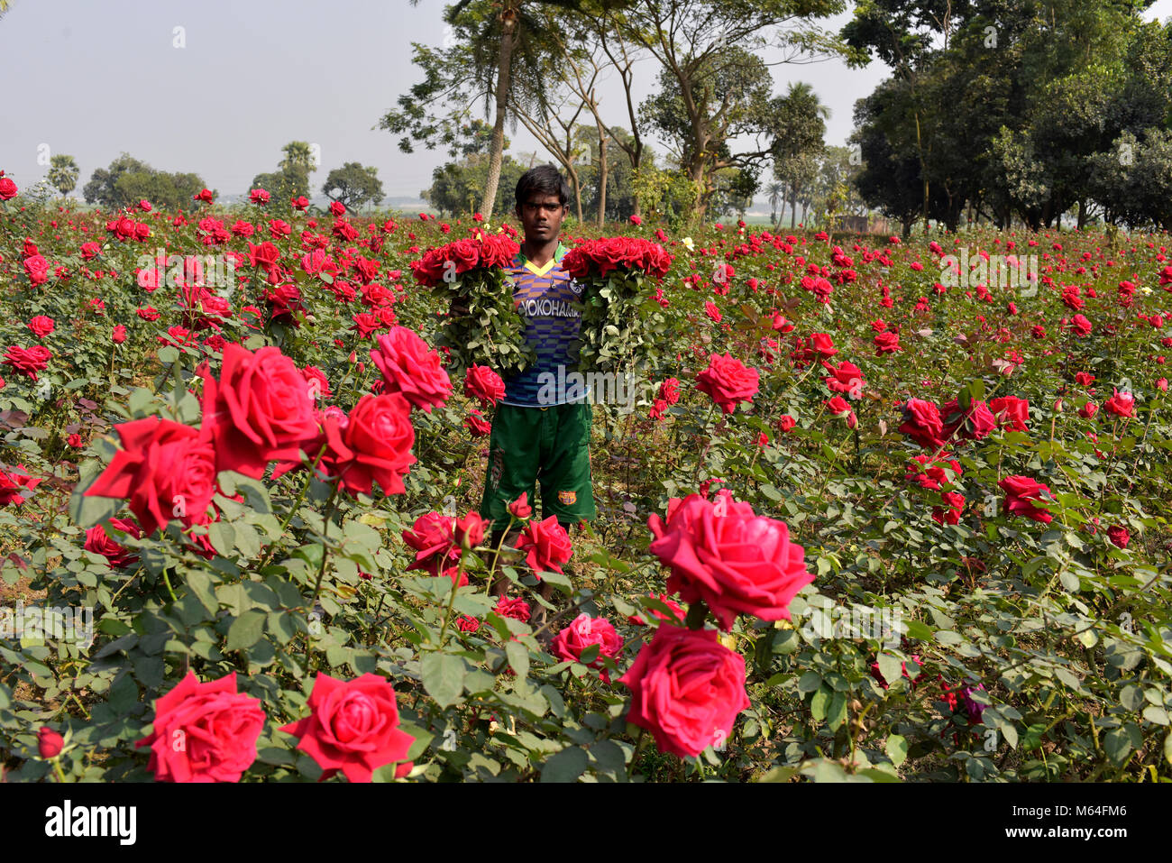 DHAKA, BANGLADESH FEBRUARY 07, 2017 Bangladeshi farmer collects rose