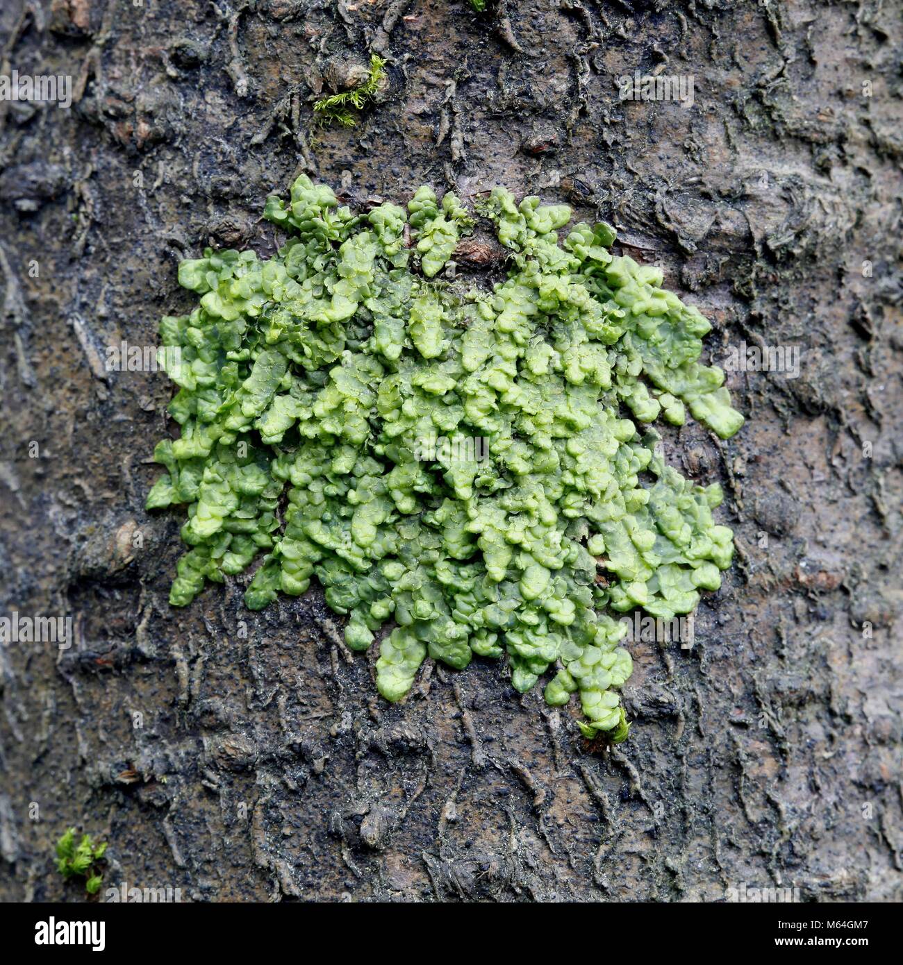 Radula complanata, a cannabinoid moss Stock Photo