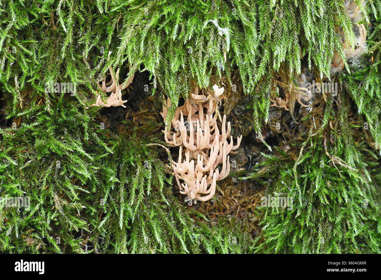Coral mushroom, Lentaria subcaulescens, growing on the trunk of a moss covered oak Stock Photo