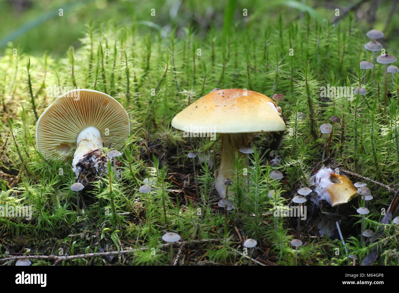 Cortinar webcap mushroom, Cortinarius aureofulvus Stock Photo