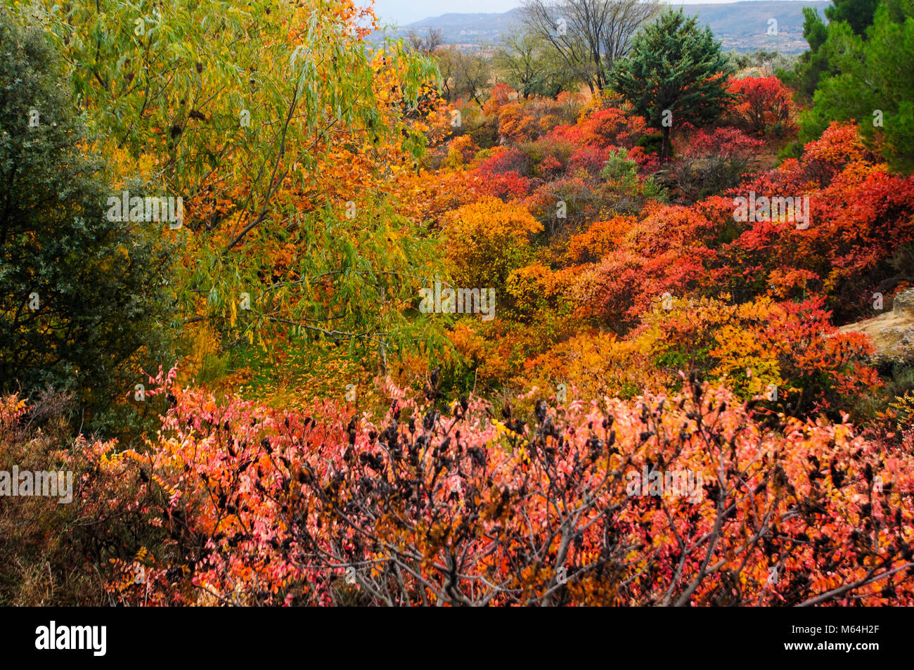 Autunm wallpaper, background, colorful Stock Photo