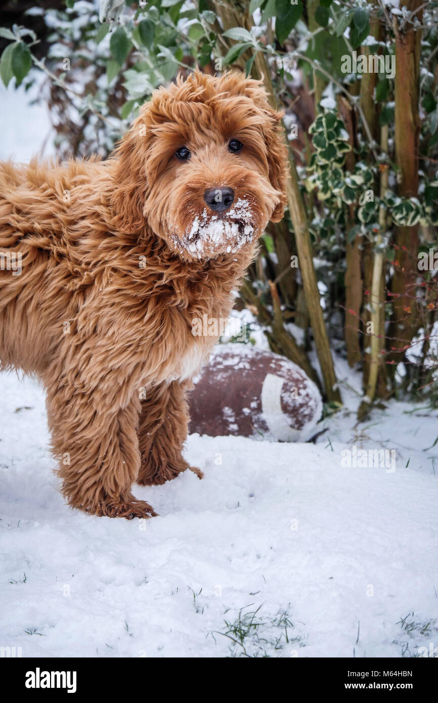 red haired goldendoodle