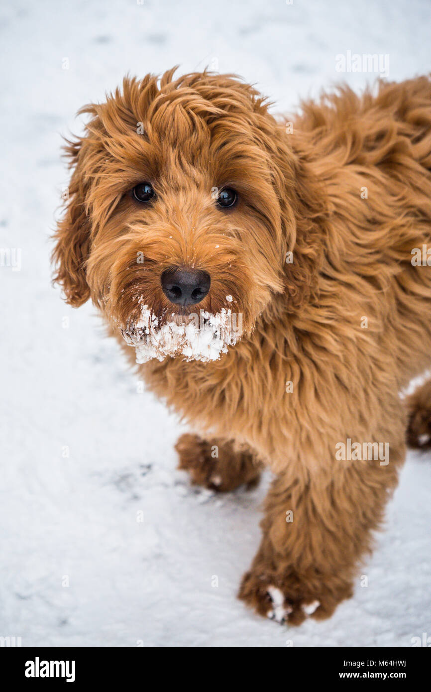 Red Haired Cockapoo Dog Puppy Playing In Winter Snow Stock Photo