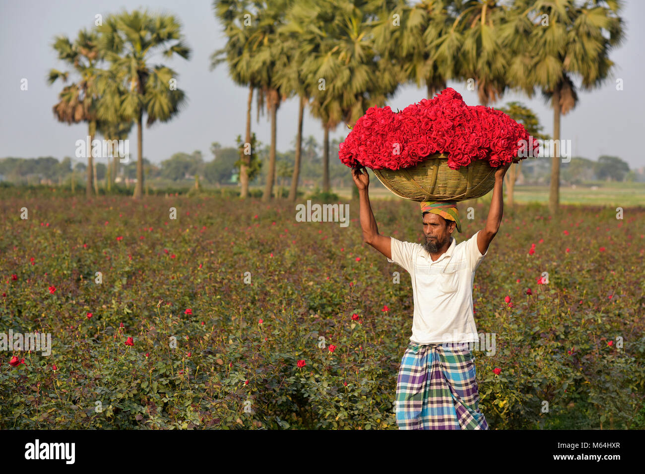 DHAKA, BANGLADESH FEBRUARY 07, 2017 Bangladeshi farmer carries a
