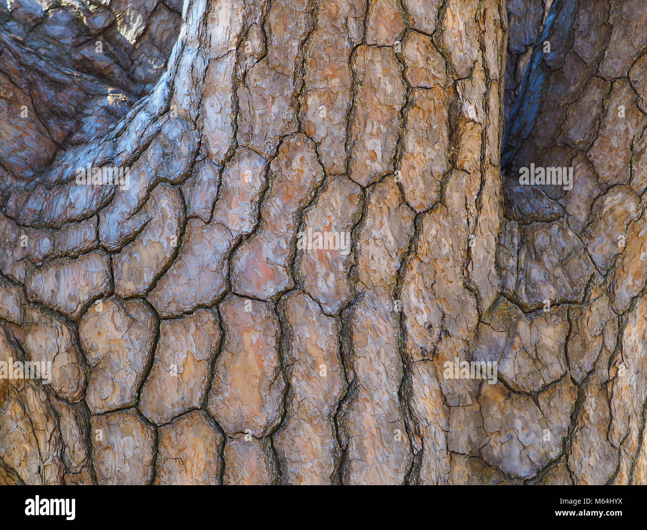 Close up of Japanese Black pine tree trunk and limbs. Detailed bark