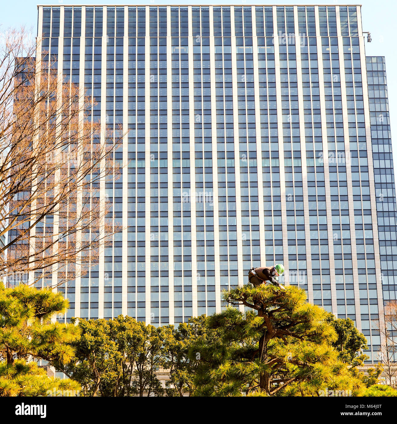An arborist, tree surgeon, at work on top of a tree in Tokyo Japan. On top of a tall bonsai style Japanese Black Pine, Pinus thunbergii, in adowntown Stock Photo