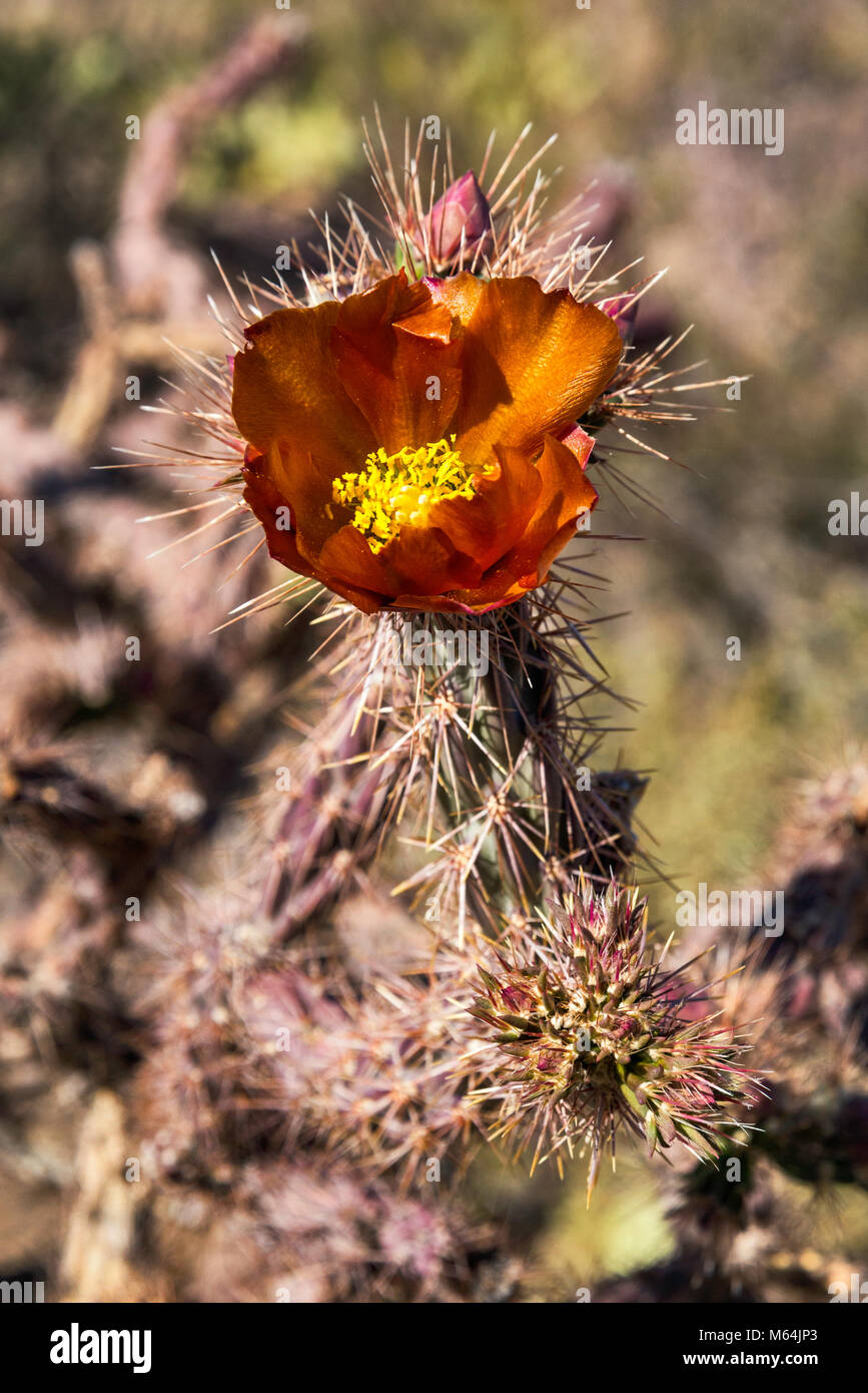 Blooming cholla cactus, Cylindropuntia, Scenic Bajada Loop Drive, Tucson Mountain District, Saguaro National Park, Sonoran Desert, Arizona, USA Stock Photo