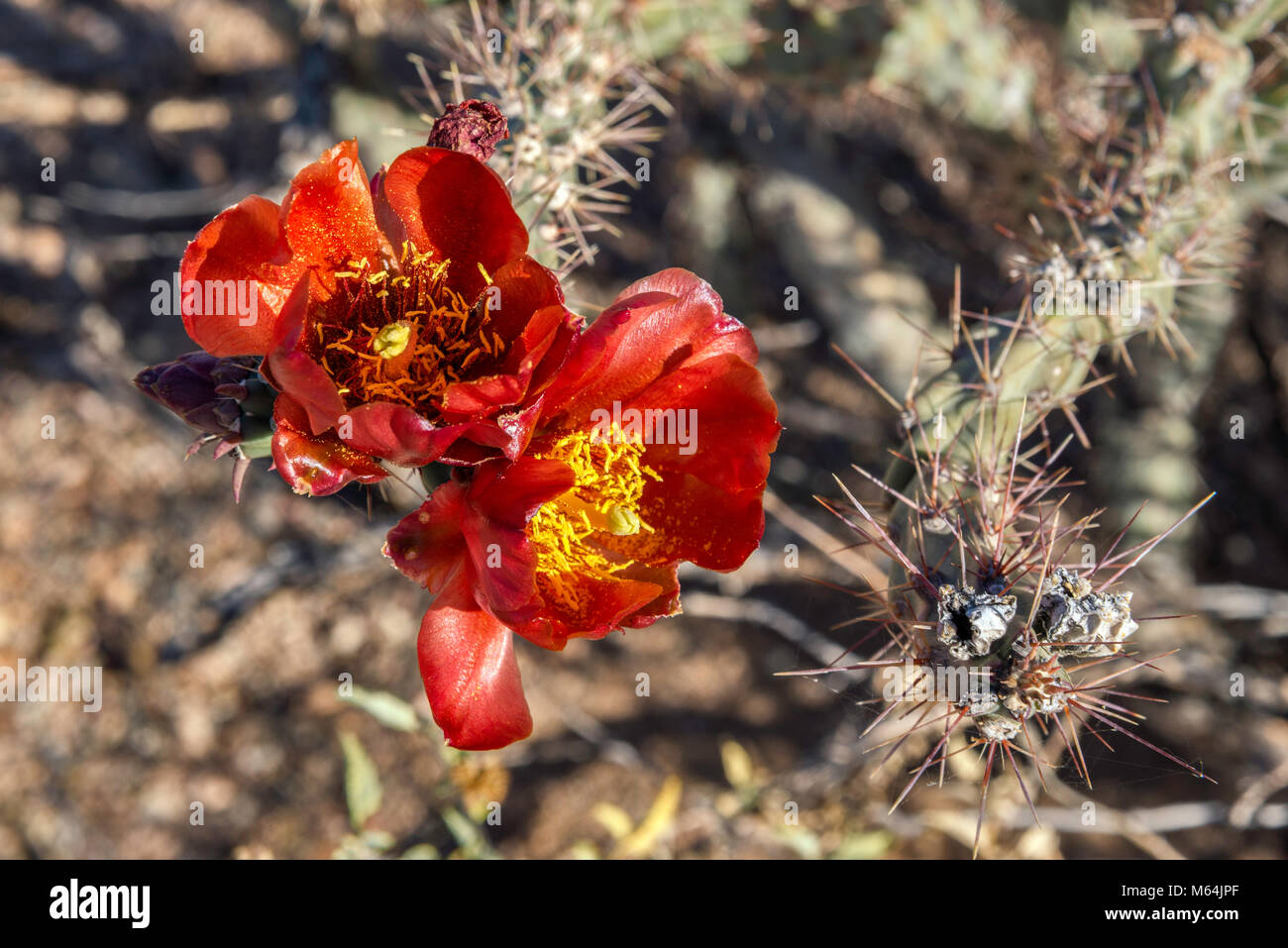 Blooming cholla cactus, Cylindropuntia, Scenic Bajada Loop Drive, Tucson Mountain District, Saguaro National Park, Sonoran Desert, Arizona, USA Stock Photo