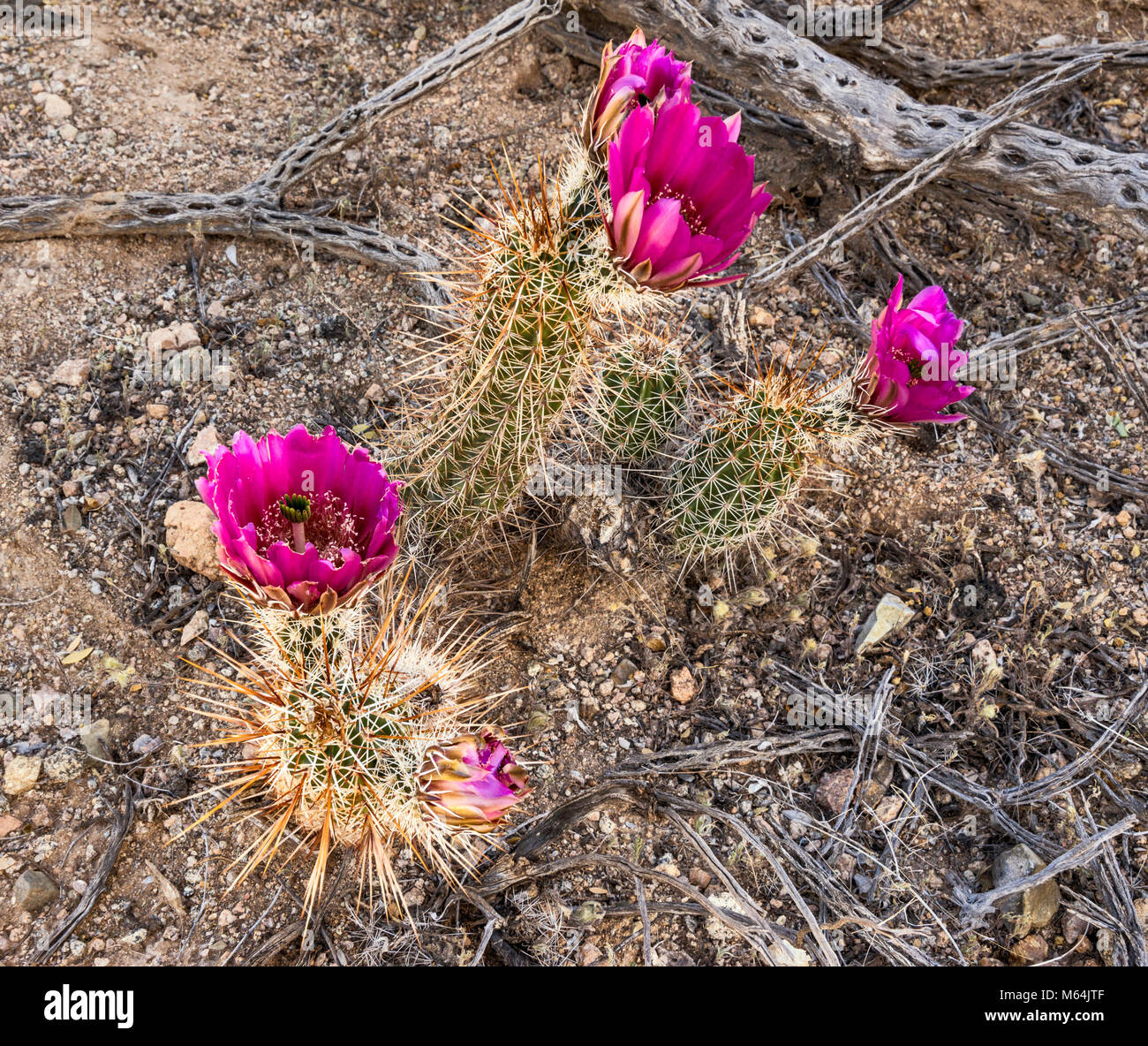 Blooming strawberry hedgehog cactus, Echinocereus engelmannii, aka Engelmann's hedgehog, Saguaro National Park, Sonoran Desert, Arizona, USA Stock Photo