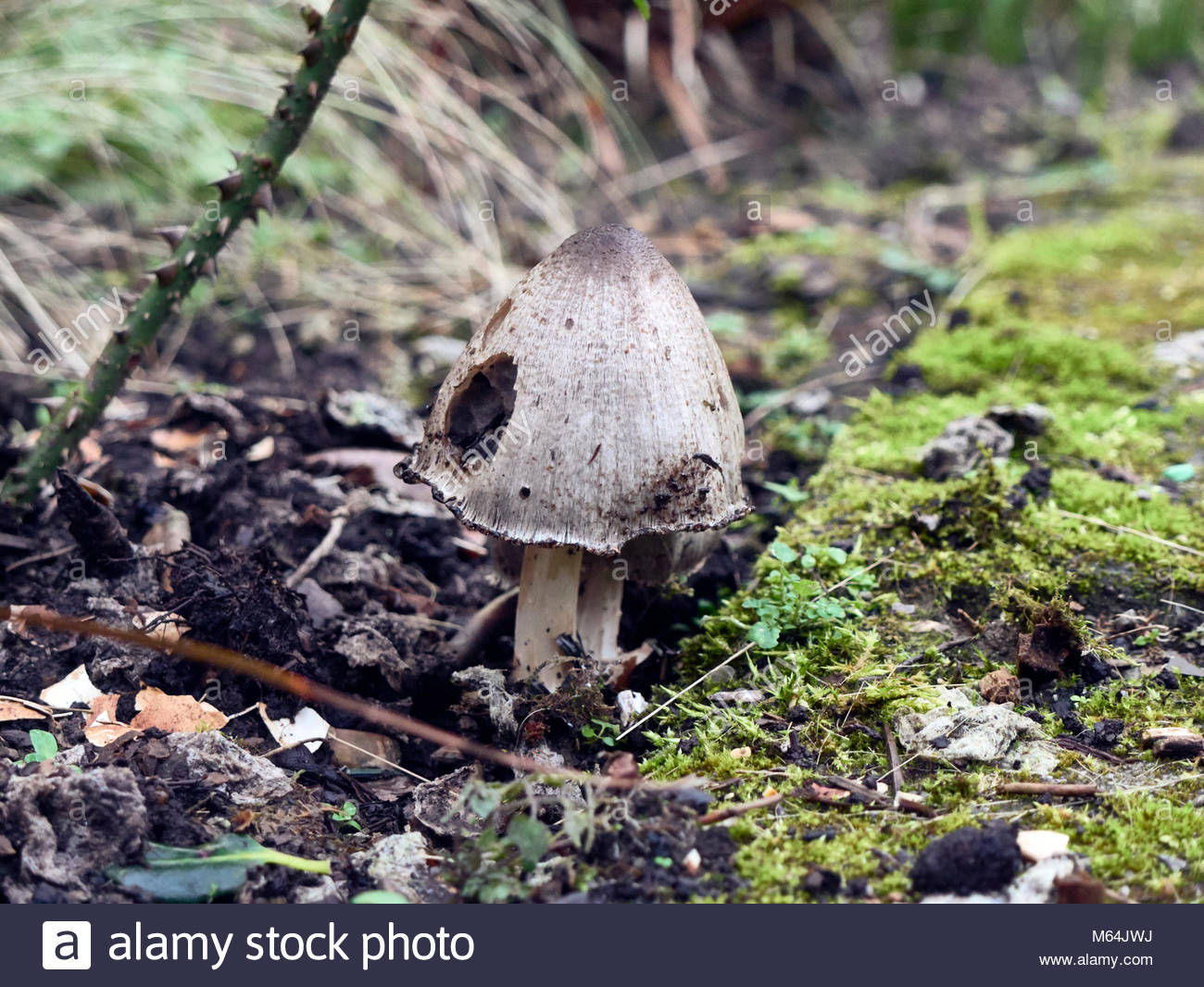 Common Ink Cap Mushroom Stock Photos & Common Ink Cap Mushroom Stock
