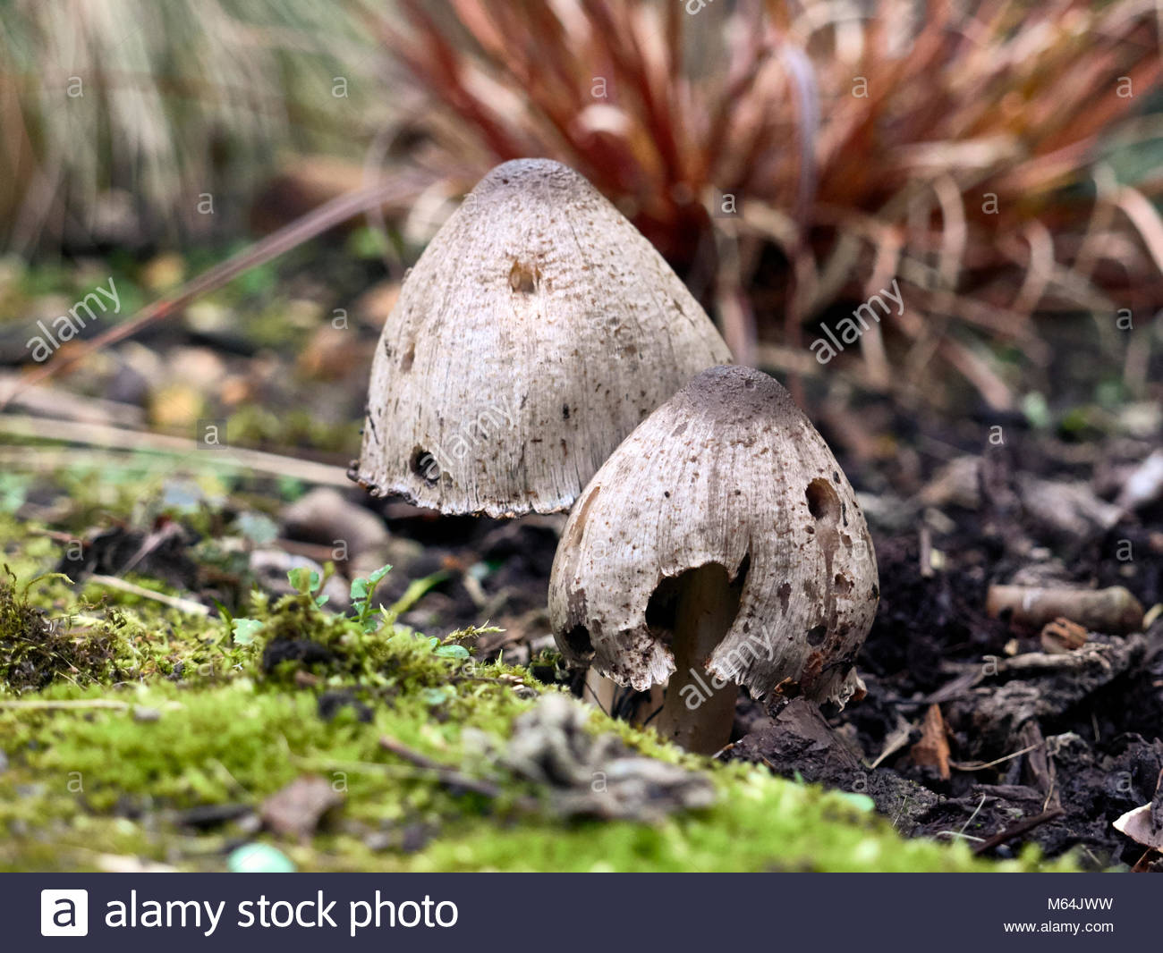 Common Inkcap Mushroom Stock Photos & Common Inkcap Mushroom Stock