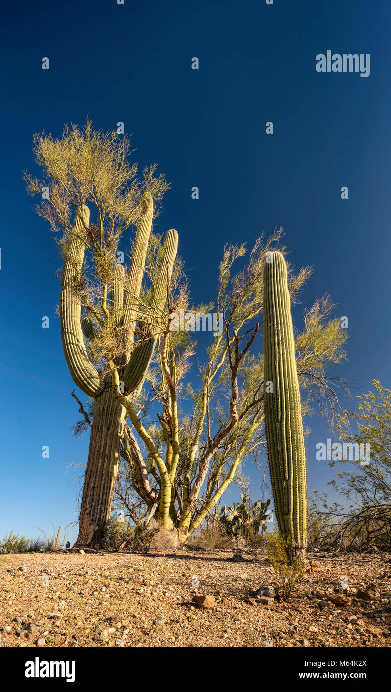 Saguaros, paloverde tree, Cactus Forest Drive, Rincon Mountain District, Saguaro National Park, Sonoran Desert, Arizona, USA Stock Photo