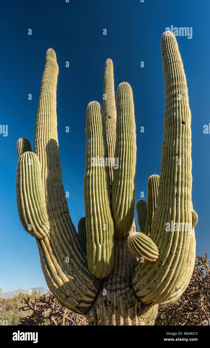 Branches of saguaro, Cactus Forest Drive, Rincon Mountain District, Saguaro National Park, Sonoran Desert, Arizona, USA Stock Photo