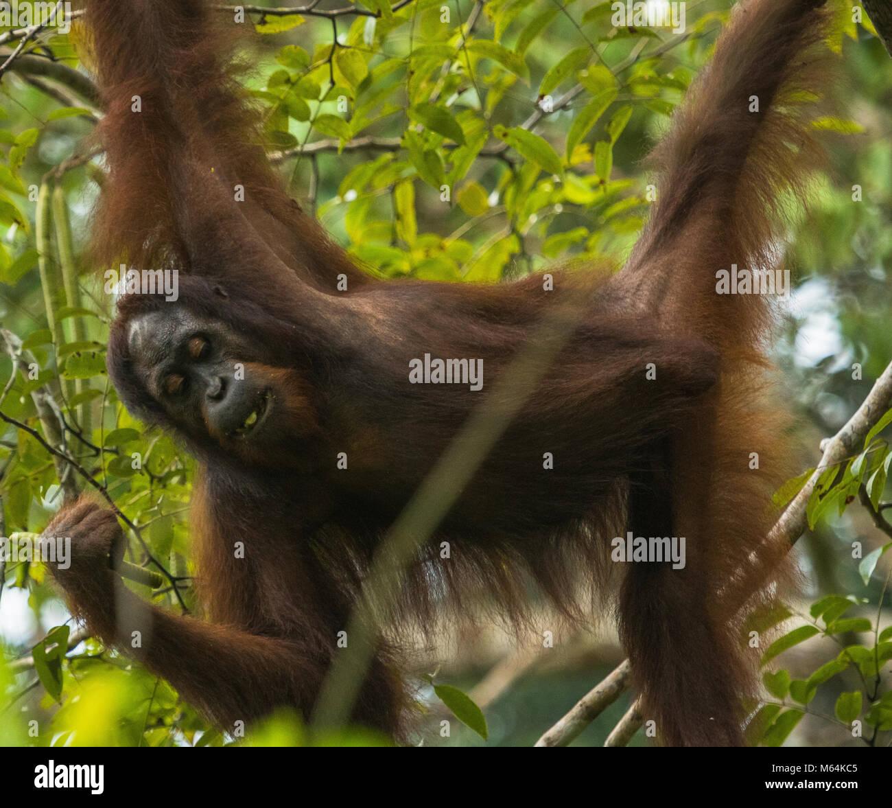 A wild female Orangutan feeding in Danum Valley Conservation Area, Borneo Malaysia. Stock Photo