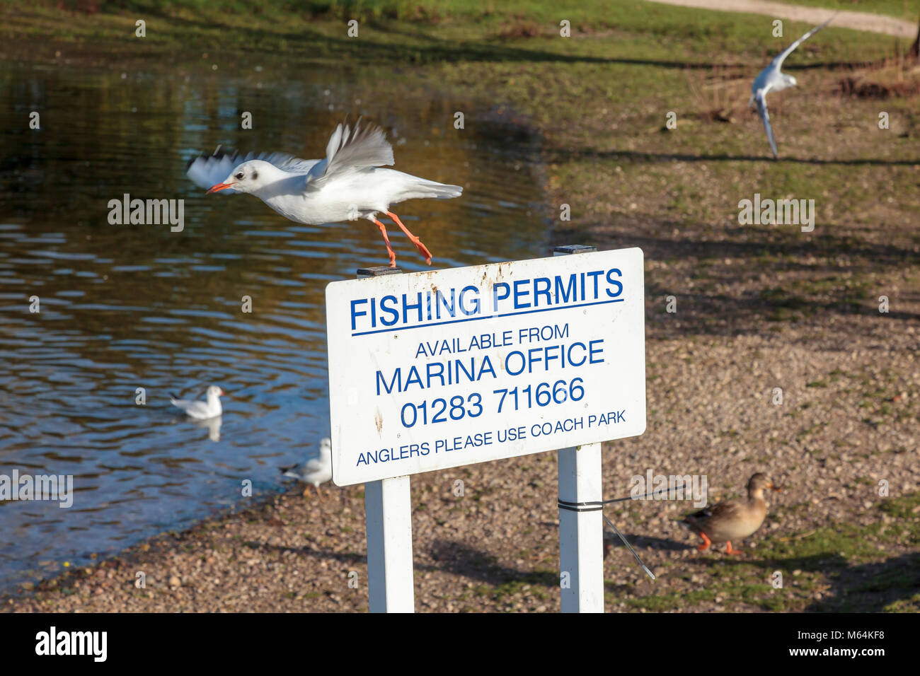 Needwood forest hires stock photography and images Alamy