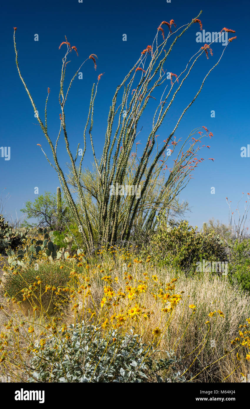 Blooming ocotillos, Fouquieria splendens, desert marigolds, Baileya multiradiata, Cactus Forest Drive, Saguaro Nat Park, Sonoran Desert, Arizona, USA Stock Photo
