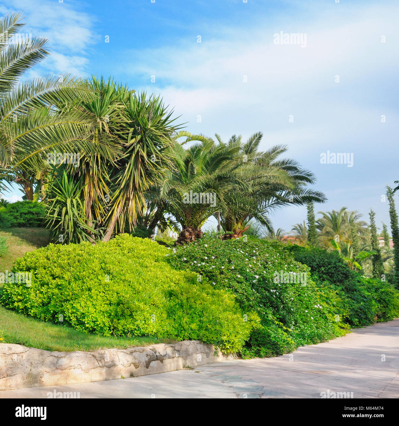 Tropical palm trees in a beautiful park Stock Photo - Alamy