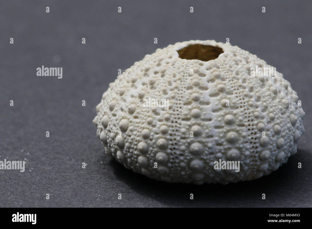Sea urchin skeleton Stock Photo Alamy