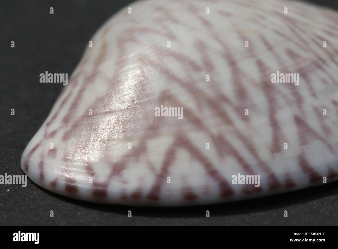 Polititapes rhomboides hires stock photography and images Alamy