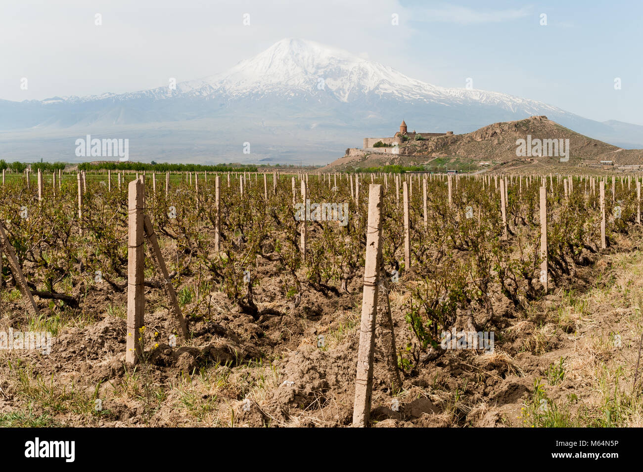 Vineyard at the foot ot the Khor Virap monastery in Armenia. Stock Photo