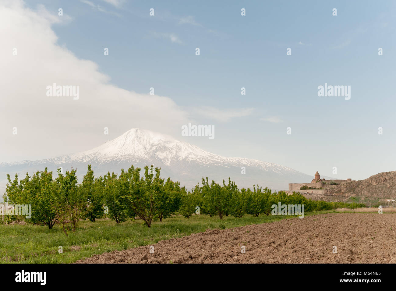 Apricot orchard at the foot ot the Khor Virap monastery in Armenia. Stock Photo