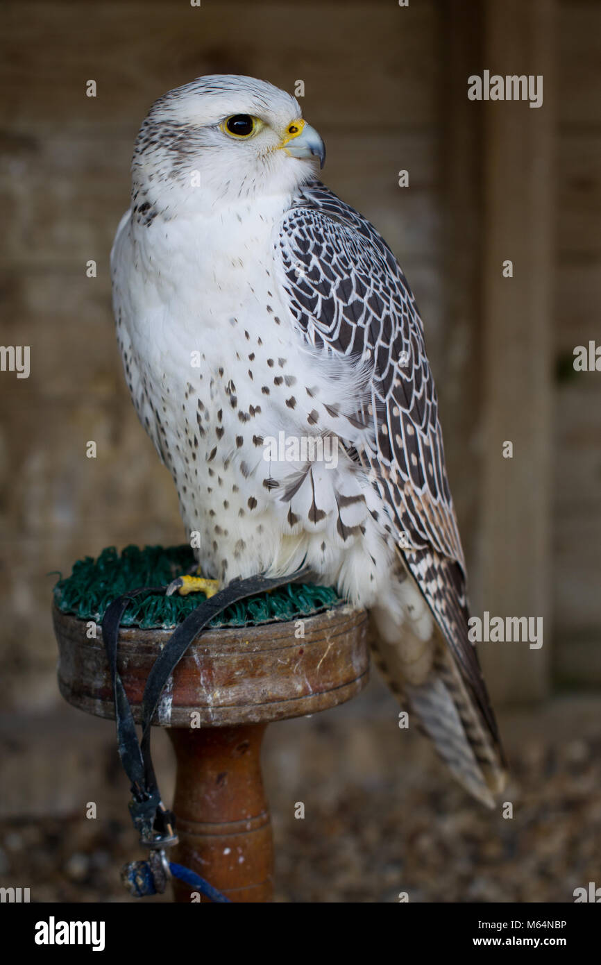 White morph Gyr Falcon hybrid at Herrings Green Farm falconry centre Stock Photo