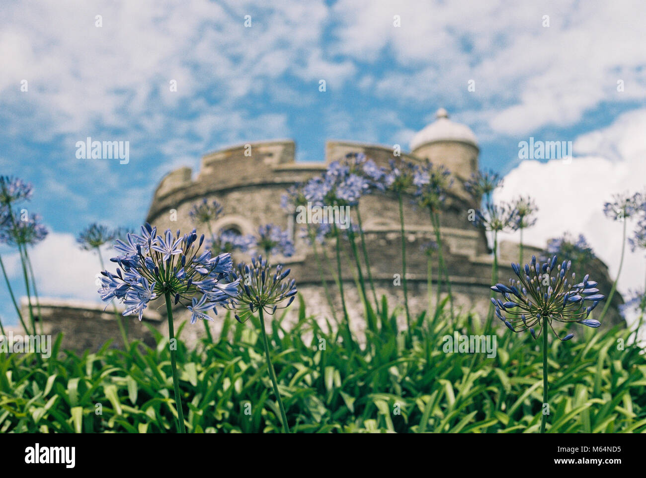 Flower bed growing in front of an old historic castle. Sunny day at St Mawes, England. Shallow depth of field to separate flowers from the background. Stock Photo