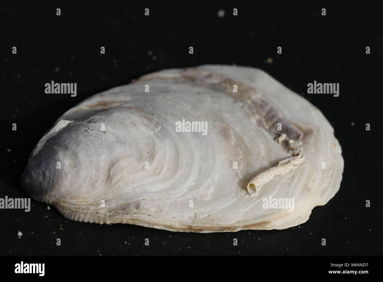 Large Square Flat Shell Flat pearl shell hi-res stock photography and images - Alamy
