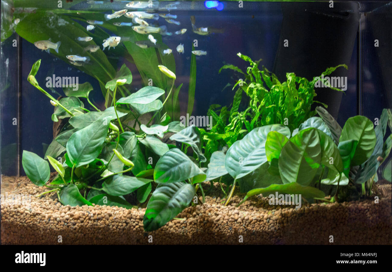 Beautiful tropical planted freshwater aquarium with fishes Stock Photo