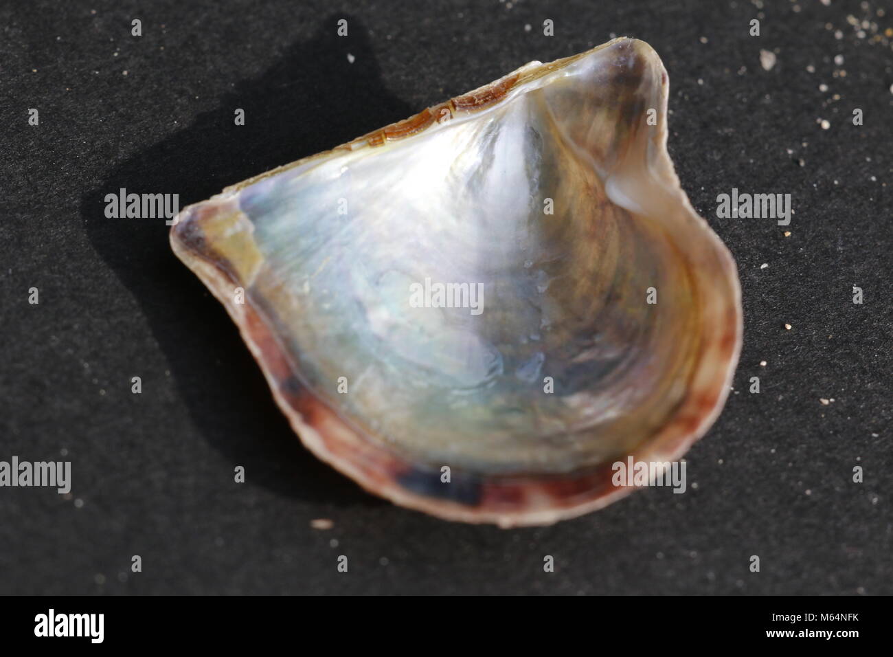 tropical flat sea shell Stock Photo - Alamy