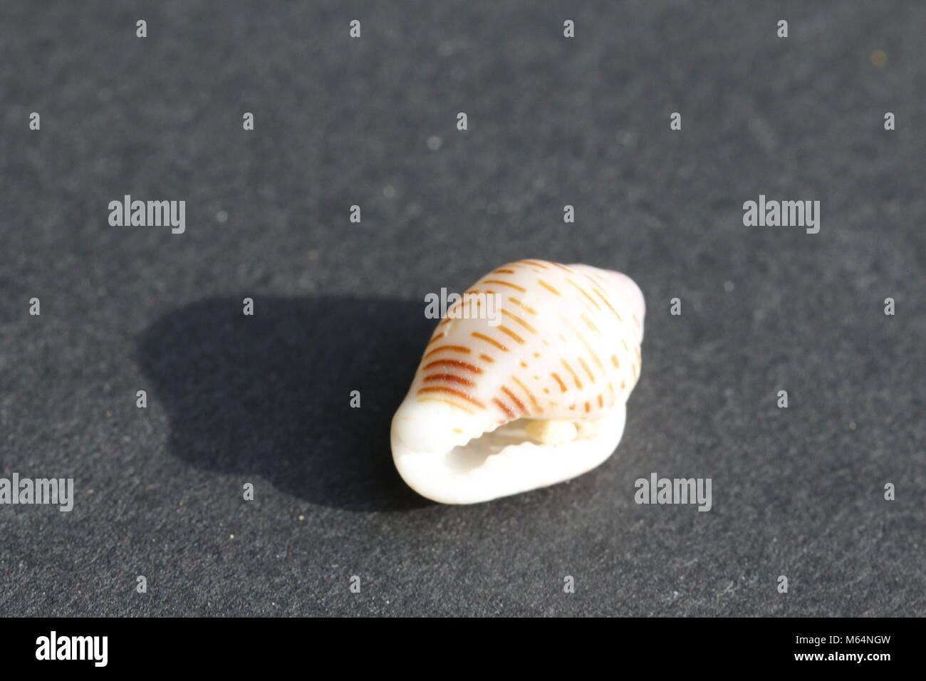 Beautiful tropical conus snail Stock Photo Alamy
