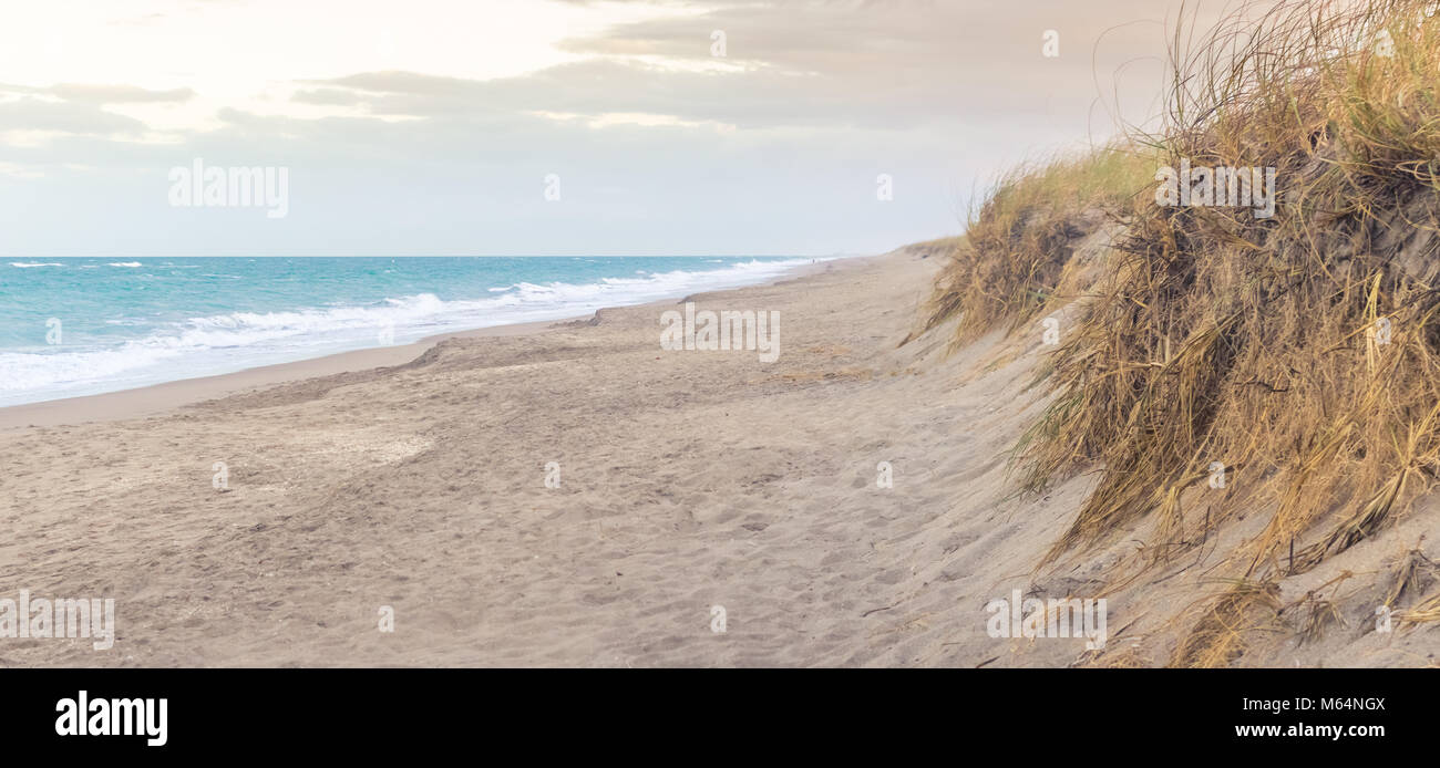 Grass covered sand dunes on the beach. This image was taken at sunset ...