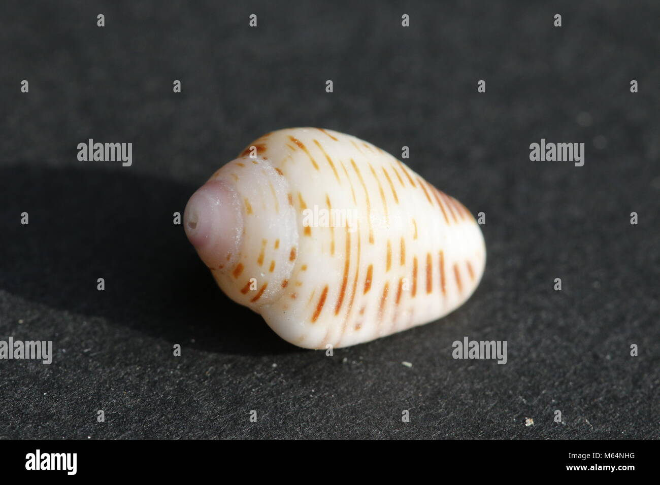 Beautiful tropical conus snail Stock Photo Alamy
