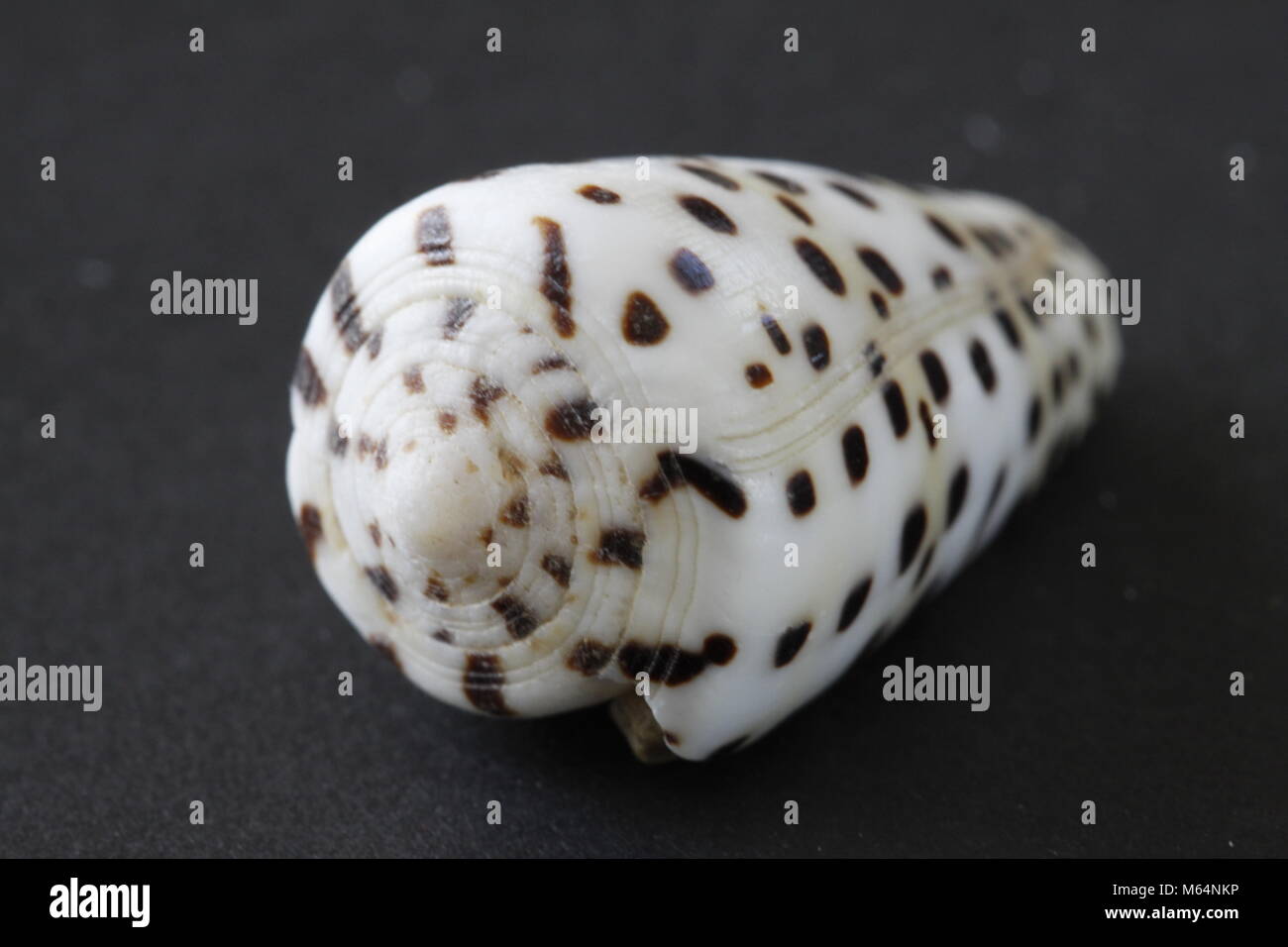 Beautiful tropical conus snail Stock Photo Alamy