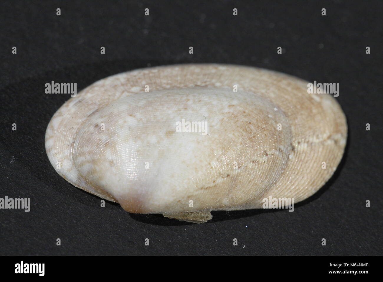 Polititapes rhomboides shell Stock Photo Alamy