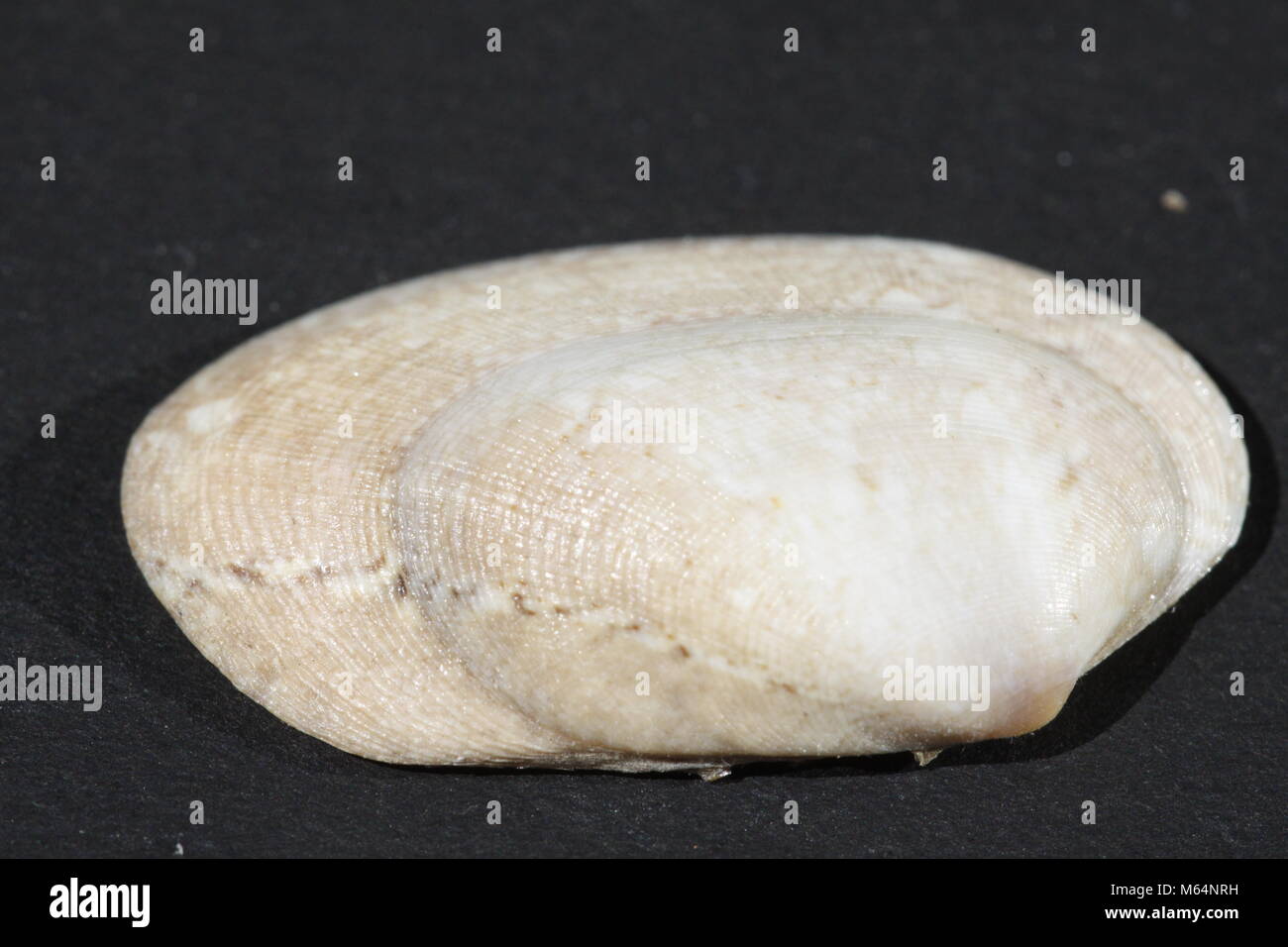 Polititapes rhomboides hires stock photography and images Alamy