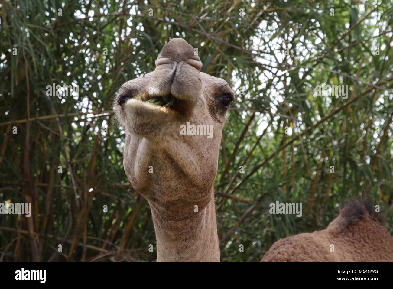 Camel eating Stock Photo