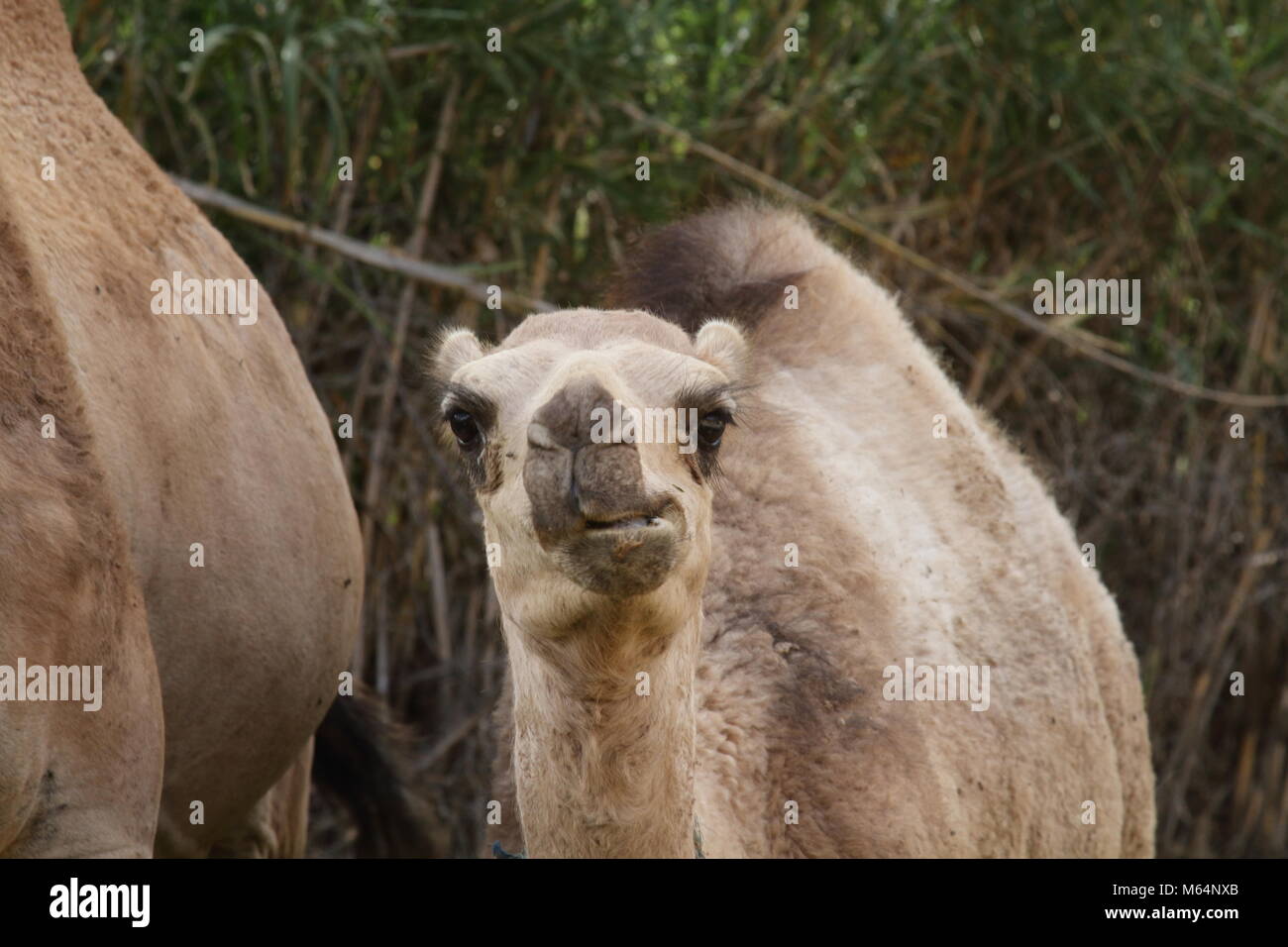 Camel Calf Munching Stock Photo - Alamy