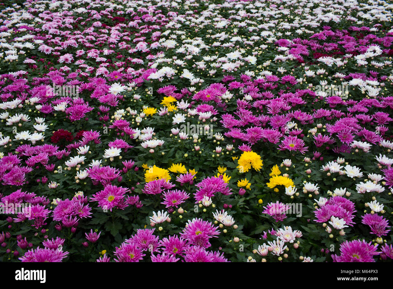 aster of houseplants in a greenhouse Stock Photo