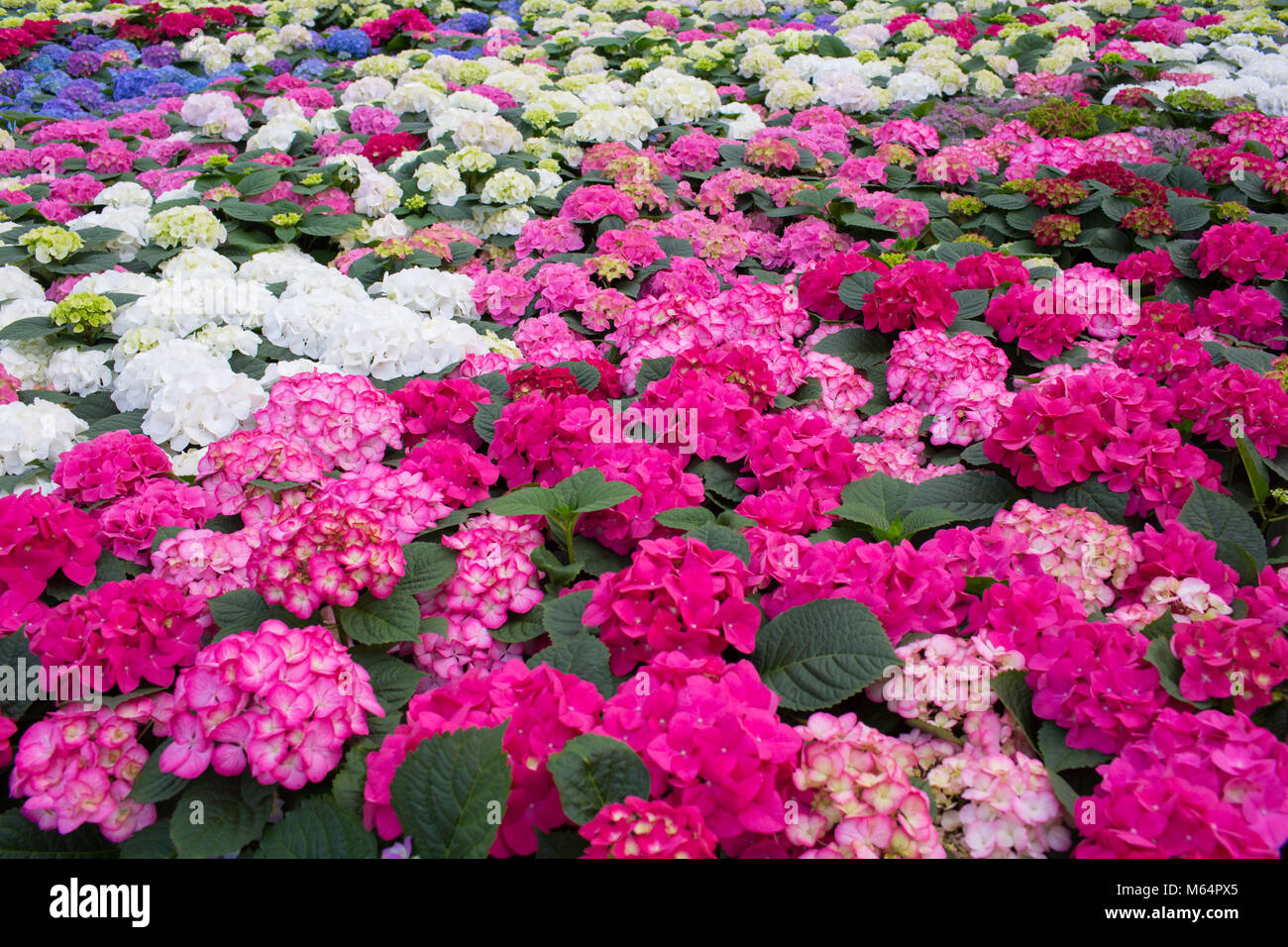 cultivation hydrangea in a greenhouse Stock Photo