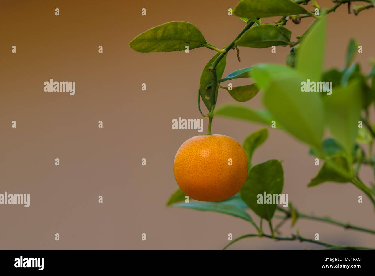 organic orange garden for healthy, orange with vitamin Stock Photo